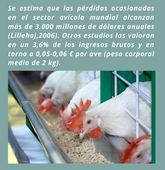 La coccidiosis aviar - Image 1