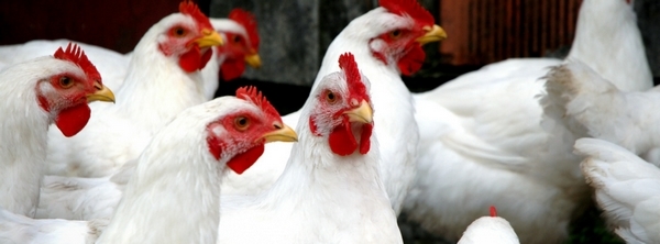 La coccidiosis aviar - Image 1