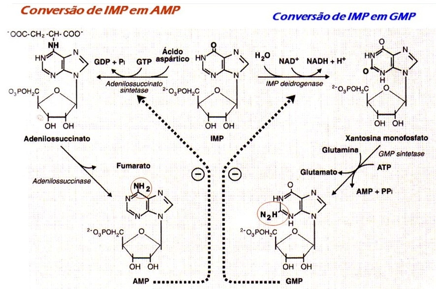 Inosina monofosfato: Nuevo Concepto de Energía en la Dieta de Pollos de Engorde - Image 1