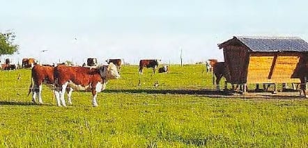 Cómo armar un feedlot ecológico - Image 1