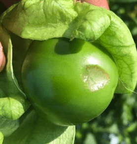 SINTOMATOLOGIA DEL BLOSSOM END ROT (PUDRICION APICAL DEL FRUTO) EN EL CULTIVO DE TOMATE DE CASCARA (Physalis ixocarpa) EN LA REGION DE RIO VERDE, SAN LUIS POTOSI. NOVIEMBRE, 2020. - Image 3