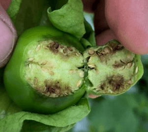 SINTOMATOLOGIA DEL BLOSSOM END ROT (PUDRICION APICAL DEL FRUTO) EN EL CULTIVO DE TOMATE DE CASCARA (Physalis ixocarpa) EN LA REGION DE RIO VERDE, SAN LUIS POTOSI. NOVIEMBRE, 2020. - Image 7