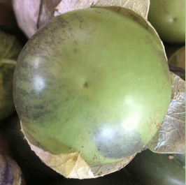 SINTOMATOLOGIA DEL BLOSSOM END ROT (PUDRICION APICAL DEL FRUTO) EN EL CULTIVO DE TOMATE DE CASCARA (Physalis ixocarpa) EN LA REGION DE RIO VERDE, SAN LUIS POTOSI. NOVIEMBRE, 2020. - Image 1
