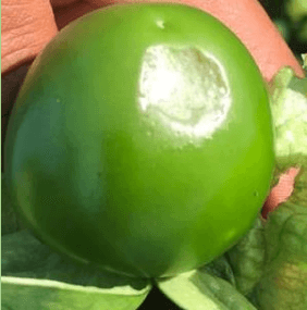 SINTOMATOLOGIA DEL BLOSSOM END ROT (PUDRICION APICAL DEL FRUTO) EN EL CULTIVO DE TOMATE DE CASCARA (Physalis ixocarpa) EN LA REGION DE RIO VERDE, SAN LUIS POTOSI. NOVIEMBRE, 2020. - Image 4