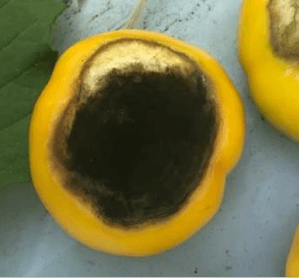 SINTOMATOLOGIA DEL BLOSSOM END ROT (PUDRICION APICAL DEL FRUTO) EN EL CULTIVO DE TOMATE DE CASCARA (Physalis ixocarpa) EN LA REGION DE RIO VERDE, SAN LUIS POTOSI. NOVIEMBRE, 2020. - Image 10