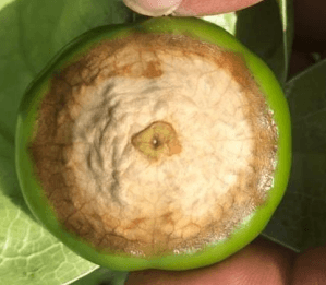 SINTOMATOLOGIA DEL BLOSSOM END ROT (PUDRICION APICAL DEL FRUTO) EN EL CULTIVO DE TOMATE DE CASCARA (Physalis ixocarpa) EN LA REGION DE RIO VERDE, SAN LUIS POTOSI. NOVIEMBRE, 2020. - Image 9