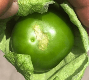 SINTOMATOLOGIA DEL BLOSSOM END ROT (PUDRICION APICAL DEL FRUTO) EN EL CULTIVO DE TOMATE DE CASCARA (Physalis ixocarpa) EN LA REGION DE RIO VERDE, SAN LUIS POTOSI. NOVIEMBRE, 2020. - Image 11