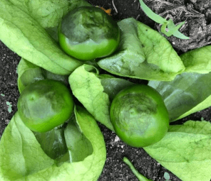 SINTOMATOLOGIA DEL BLOSSOM END ROT (PUDRICION APICAL DEL FRUTO) EN EL CULTIVO DE TOMATE DE CASCARA (Physalis ixocarpa) EN LA REGION DE RIO VERDE, SAN LUIS POTOSI. NOVIEMBRE, 2020. - Image 8