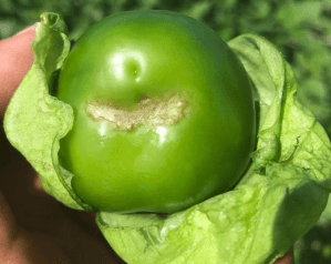 SINTOMATOLOGIA DEL BLOSSOM END ROT (PUDRICION APICAL DEL FRUTO) EN EL CULTIVO DE TOMATE DE CASCARA (Physalis ixocarpa) EN LA REGION DE RIO VERDE, SAN LUIS POTOSI. NOVIEMBRE, 2020. - Image 12