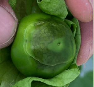 SINTOMATOLOGIA DEL BLOSSOM END ROT (PUDRICION APICAL DEL FRUTO) EN EL CULTIVO DE TOMATE DE CASCARA (Physalis ixocarpa) EN LA REGION DE RIO VERDE, SAN LUIS POTOSI. NOVIEMBRE, 2020. - Image 6