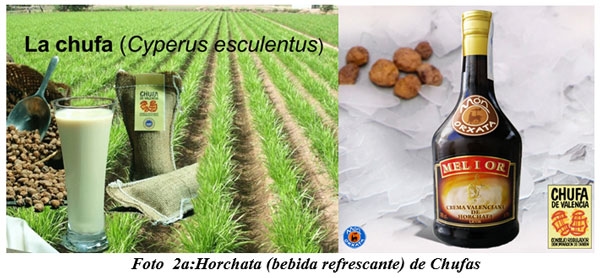 También sirven para hacer cocina gourmet : DIFERENTES TIPOS DE COMIDAS GOURMET CON FORRAJES NATURALES1 - Image 3