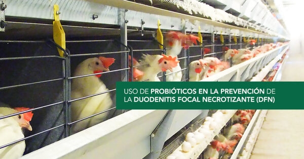 La Duodenitis Focal Necrotizante: cómo esta enfermedad afecta a su negocio - Image 1