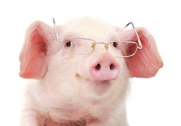A los cerdos les encanta y su productividad es prueba de ello…. pero ¿Qué es? - Image 1