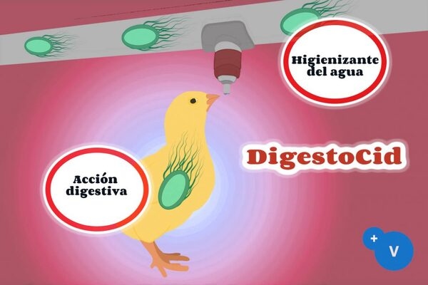 La contaminación del agua de bebida como factor de riesgo de la colibacilosis - Image 6