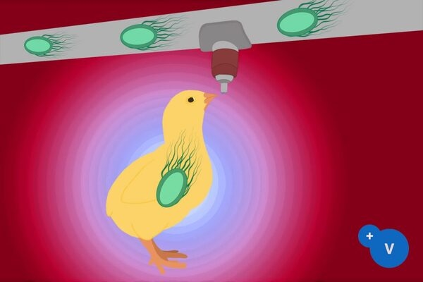 La contaminación del agua de bebida como factor de riesgo de la colibacilosis - Image 1
