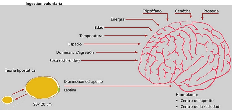 Consumo medio diario de pienso en porcino - Image 1