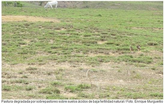 Renovación de pasturas degradadas en suelos ácidos de América Tropical - Image 1
