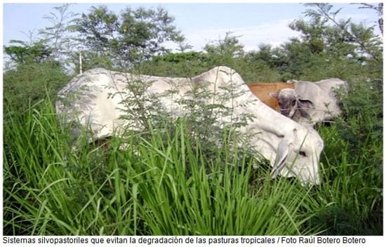 Renovación de pasturas degradadas en suelos ácidos de América Tropical - Image 3