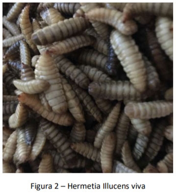 Mosca Soldado Negro: Valorizar los residuos orgánicos para una proteína de alto desempeño - Image 3