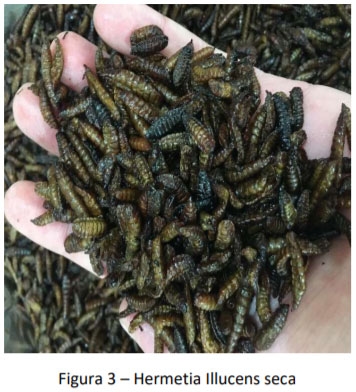 Mosca Soldado Negro: Valorizar los residuos orgánicos para una proteína de alto desempeño - Image 5