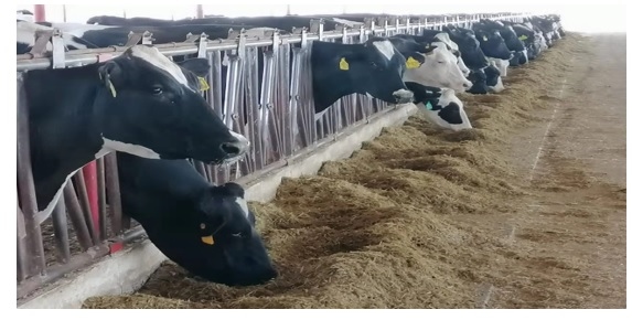 El daño de la enfermedad de la cetona y el mecanismo del ácido biliar en la prevención de la cetosis y el hígado graso de vaca lechera - Image 1
