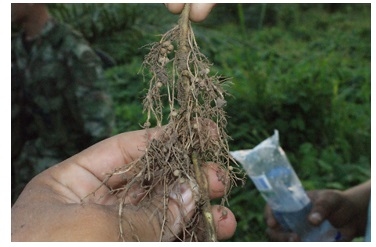 Rescate de la producción ganadera original, Biodiversa, y Silvopastoril de América tropical. - Image 11