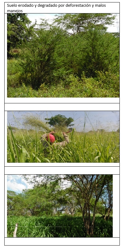 Rescate de la producción ganadera original, Biodiversa, y Silvopastoril de América tropical. - Image 7