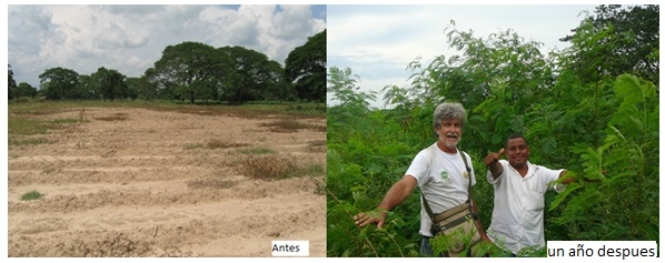 Rescate de la producción ganadera original, Biodiversa, y Silvopastoril de América tropical. - Image 10