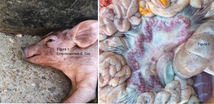 Salmonela cholerasuis, consecuencias de la inadecuación de las infraestructuras, de la bioseguridad y del manejo productivo a partir de la retirada de la medicación preventiva en los piensos en cerdo ibérico. - Image 1