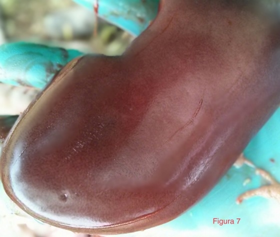 Salmonela cholerasuis, consecuencias de la inadecuación de las infraestructuras, de la bioseguridad y del manejo productivo a partir de la retirada de la medicación preventiva en los piensos en cerdo ibérico. - Image 6