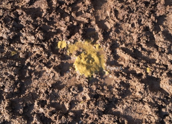 Salmonela cholerasuis, consecuencias de la inadecuación de las infraestructuras, de la bioseguridad y del manejo productivo a partir de la retirada de la medicación preventiva en los piensos en cerdo ibérico. - Image 5