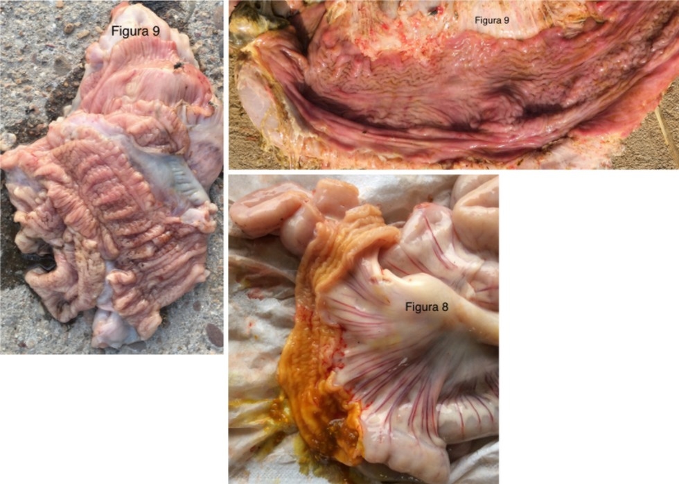 Salmonela cholerasuis, consecuencias de la inadecuación de las infraestructuras, de la bioseguridad y del manejo productivo a partir de la retirada de la medicación preventiva en los piensos en cerdo ibérico. - Image 9