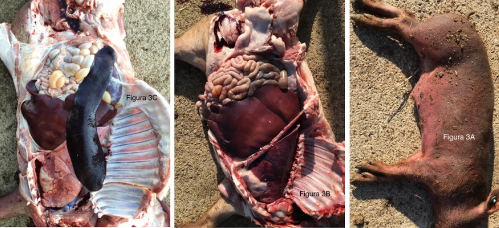 Salmonela cholerasuis, consecuencias de la inadecuación de las infraestructuras, de la bioseguridad y del manejo productivo a partir de la retirada de la medicación preventiva en los piensos en cerdo ibérico. - Image 3