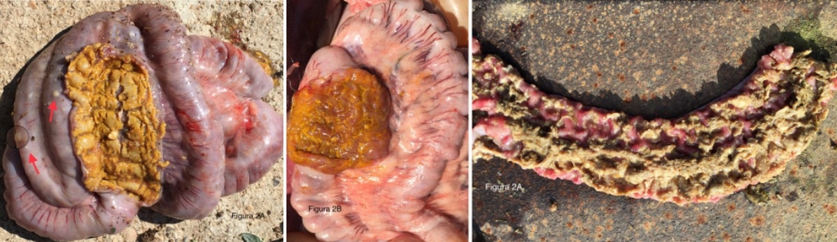 Salmonela cholerasuis, consecuencias de la inadecuación de las infraestructuras, de la bioseguridad y del manejo productivo a partir de la retirada de la medicación preventiva en los piensos en cerdo ibérico. - Image 2