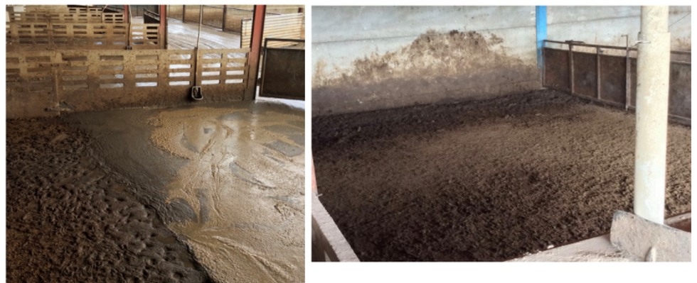 Salmonela cholerasuis, consecuencias de la inadecuación de las infraestructuras, de la bioseguridad y del manejo productivo a partir de la retirada de la medicación preventiva en los piensos en cerdo ibérico. - Image 10