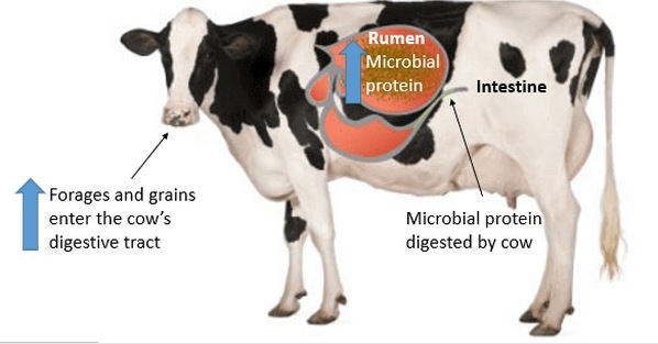 Productos extruidos en seco con alta fricción para alta digestibilidad de las proteínas microbianas del rumen en el ganado lechero – parte ii: maíz extruido en seco con alta fricción - Image 2