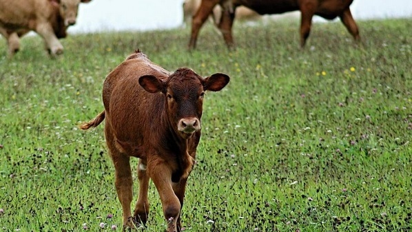 Productos extruidos en seco con alta fricción para alta digestibilidad de las proteínas microbianas del rumen en el ganado lechero – parte ii: maíz extruido en seco con alta fricción - Image 1