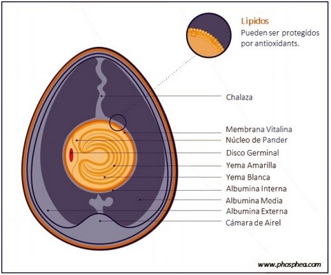 antioxidantes y calidad del huevo en ponedoras - Image 2