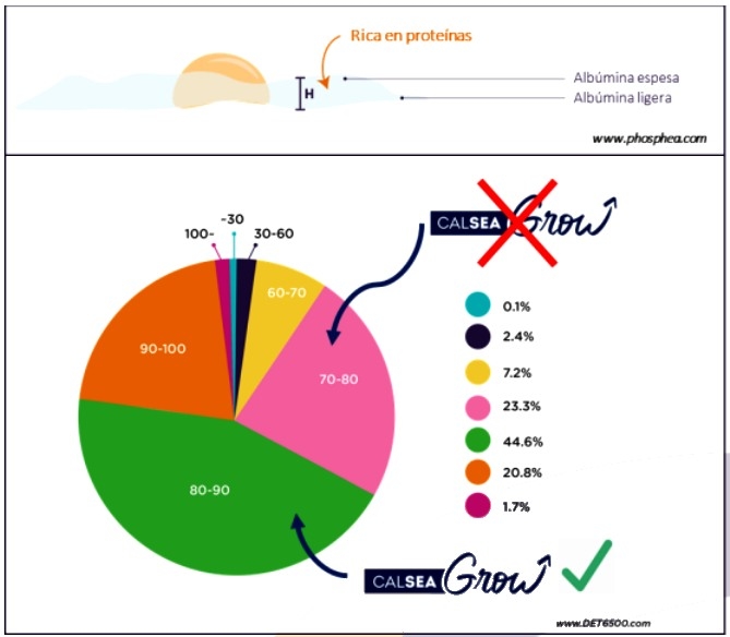 Antioxidantes y la calidad del huevo en ponedoras - Image 2