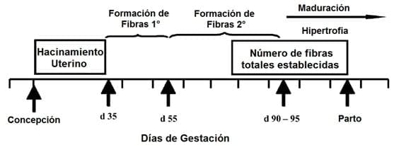 El impacto que tiene el peso del lechón al nacer y el tamaño de la camada, sobre su desempeño productivo - Image 4