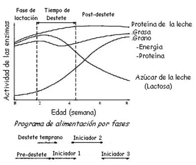 El impacto que tiene el peso del lechón al nacer y el tamaño de la camada, sobre su desempeño productivo - Image 11