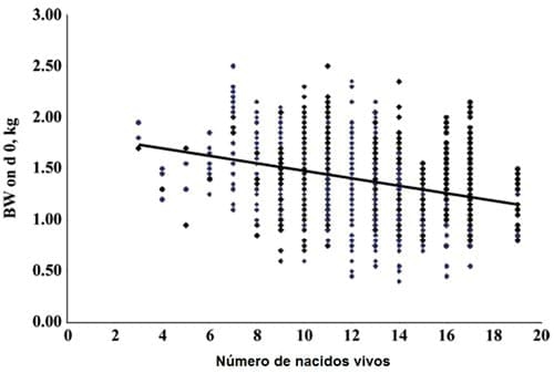 El impacto que tiene el peso del lechón al nacer y el tamaño de la camada, sobre su desempeño productivo - Image 2