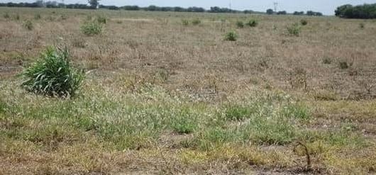 El avance de las malezas resistentes a herbicidas en los sistemas agrícolas. ¿Podremos controlarlas? - Image 2