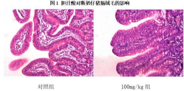 Soluciones para micotoxinas en vacas lecheras - Image 2