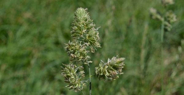 FORRAJERAS - Gramineas forrajeras - Image 1