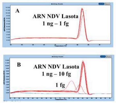 Desarrollo de una plataforma molecular para la detección y cuantificación del virus vacunal de Newcastle - Image 11
