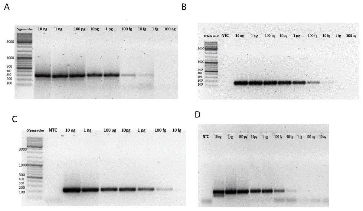 Desarrollo de una plataforma molecular para la detección y cuantificación del virus vacunal de Newcastle - Image 6