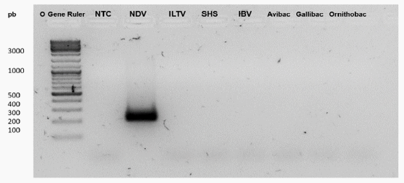 Desarrollo de una plataforma molecular para la detección y cuantificación del virus vacunal de Newcastle - Image 9