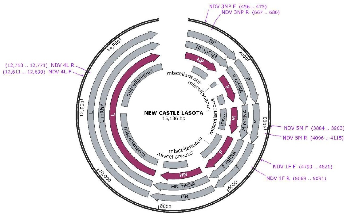 Desarrollo de una plataforma molecular para la detección y cuantificación del virus vacunal de Newcastle - Image 2