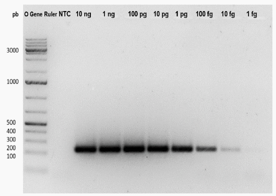 Desarrollo de una plataforma molecular para la detección y cuantificación del virus vacunal de Newcastle - Image 8